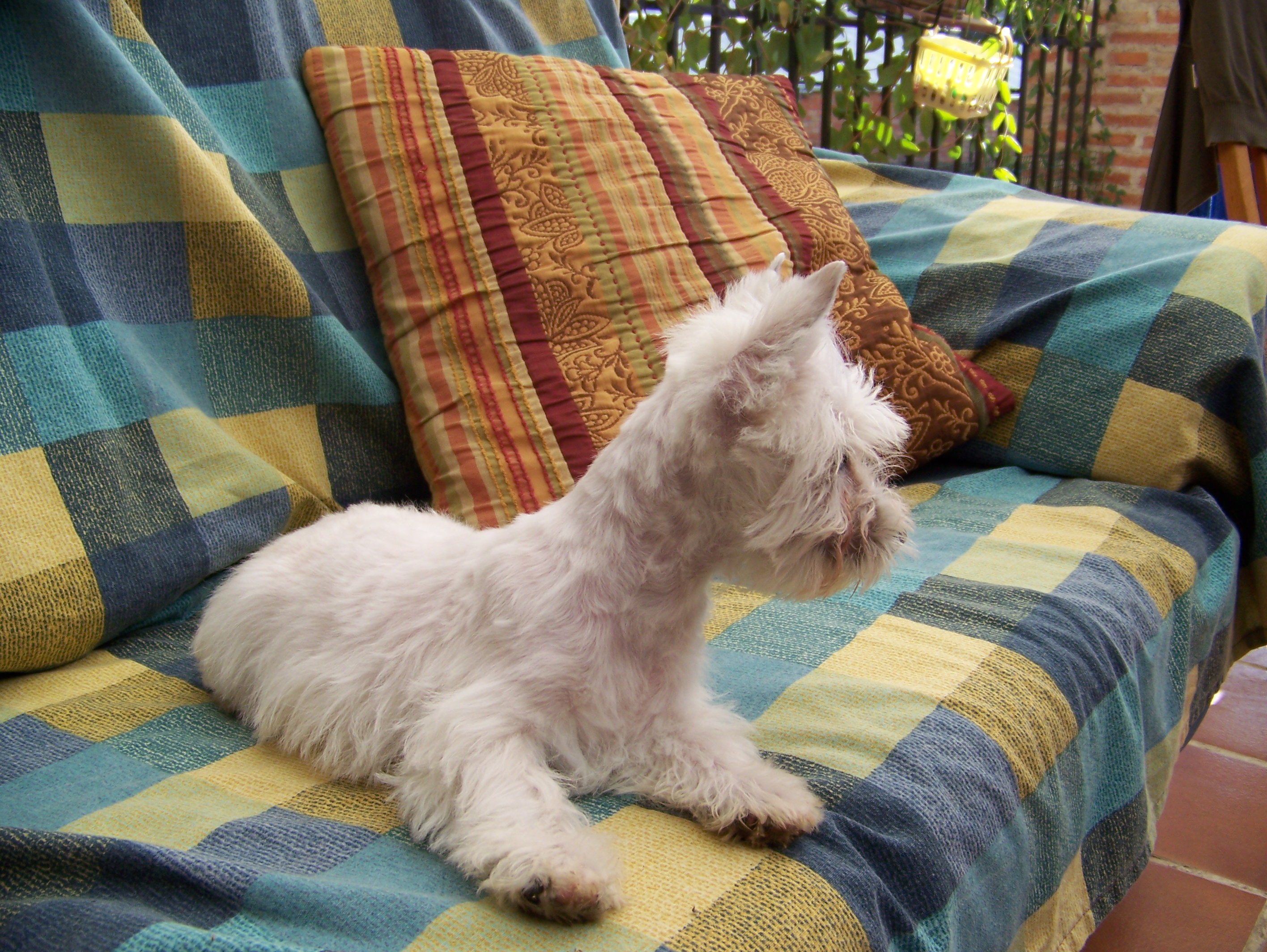 West Highland White Terrier de LaNeblina